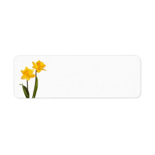 Yellow Daffodils on White - Daffodil Flower Blank