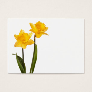 Yellow Daffodils on White - Daffodil Flower Blank