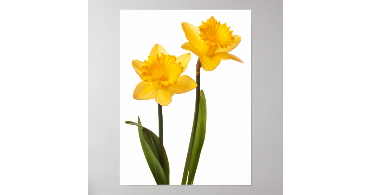 Yellow Daffodils on White - Daffodil Flower Blank Poster | Zazzle