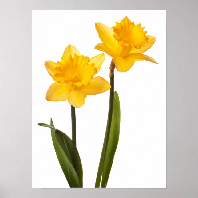 Yellow Daffodils on White - Daffodil Flower Blank Poster | Zazzle