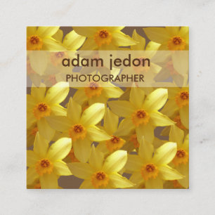 Yellow daffodils photos Square Business Card