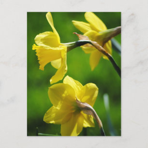 Yellow Daffodils Postcard