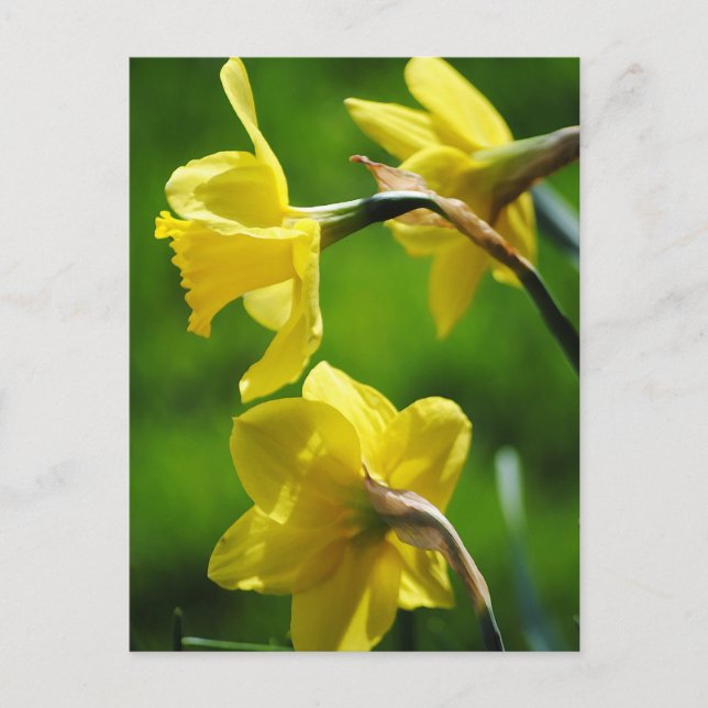 Yellow Daffodils Postcard (Front)