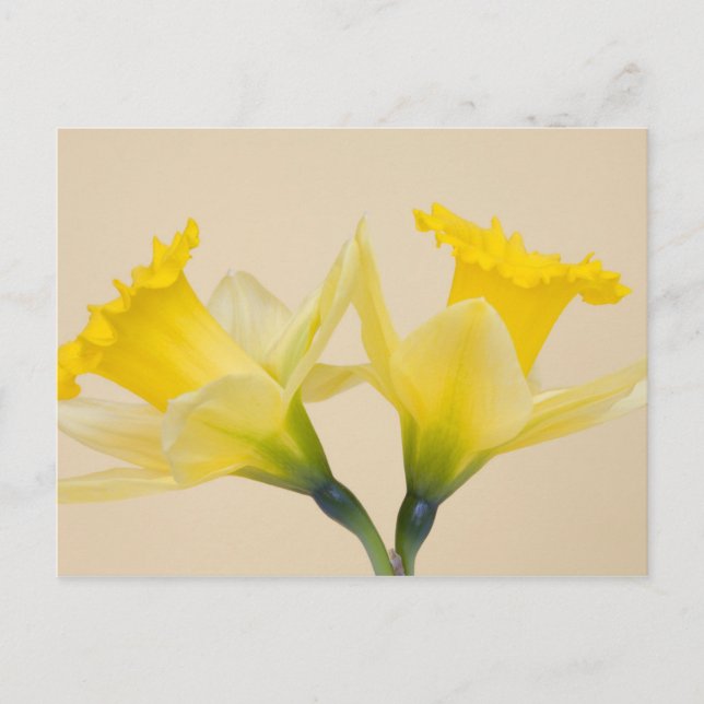 Yellow daffodils postcard (Front)