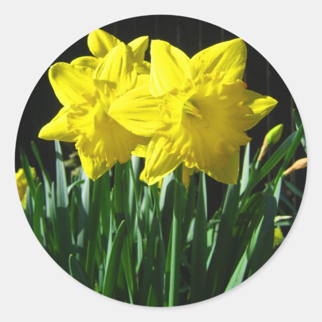 Yellow daffodils - Sticker (Front)