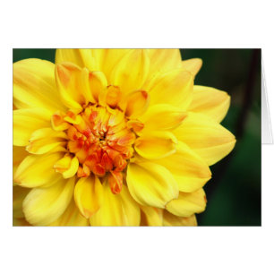 Yellow Dahlia