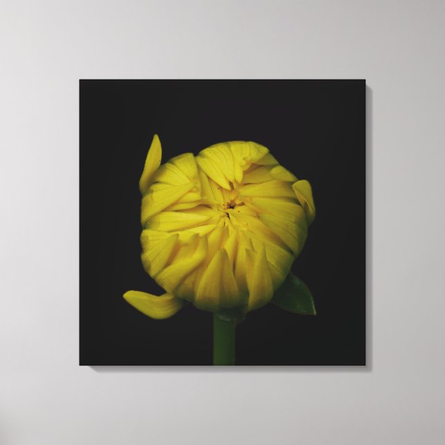 Yellow Dahlia Bud Canvas Print (Front)