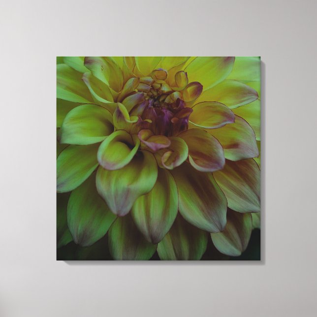 Yellow Dahlia Canvas Print (Front)