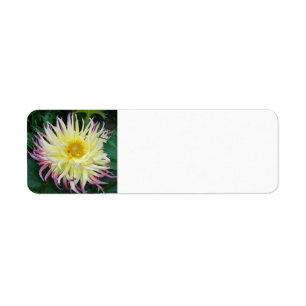 Yellow Dahlia Flower