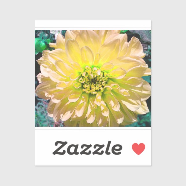 Yellow Dahlia Flower (Sheet)