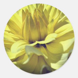 Yellow Dahlia Flower Classic Round Sticker