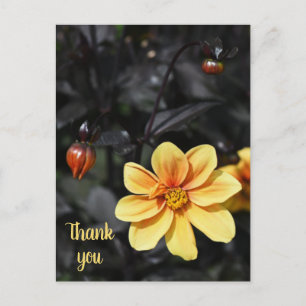 Yellow Dahlia Flowers at Wisley Gardens Thank You Postcard