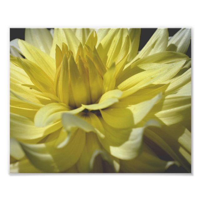 Yellow Dahlia Petals 10x8 Flower  Photo Print (Front)