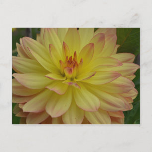 Yellow Dahlia Postcard