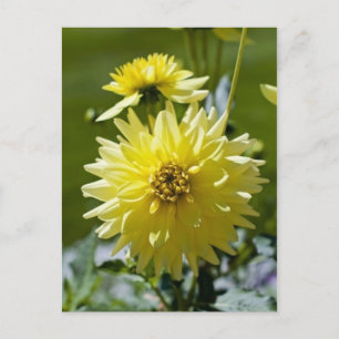 Yellow Dahlia Postcard
