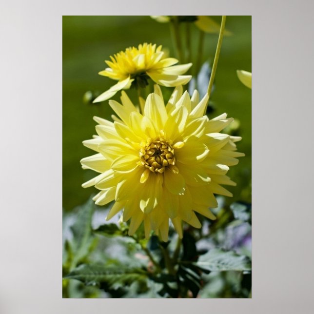 Yellow Dahlia  Poster (Front)