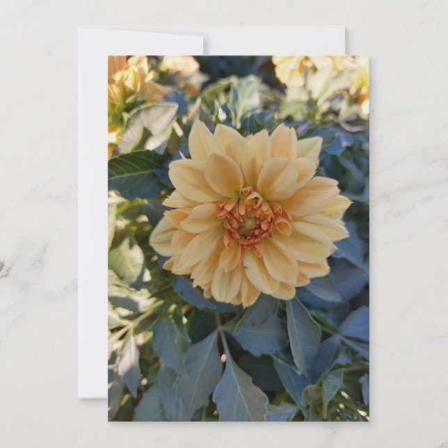 Yellow Dahlia Summer Flower Blank Greeting Card (Front)