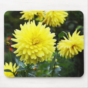 Yellow dahlias floral mouse mat