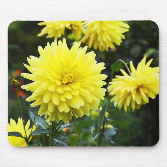 Yellow dahlias floral mouse mat (Front)