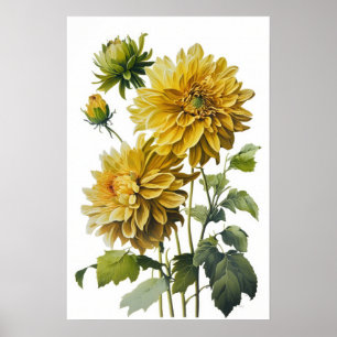 Yellow Dahlias Flower Art Print Poster