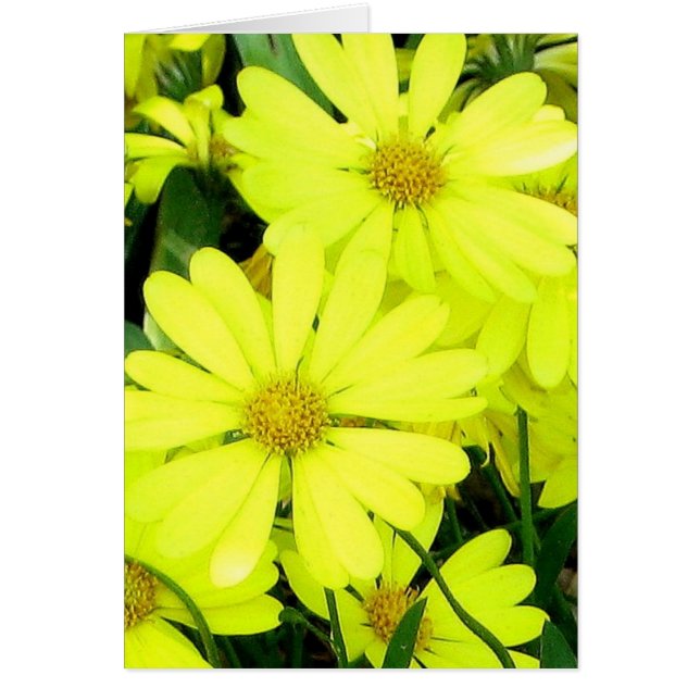 Yellow Daisies (Front)