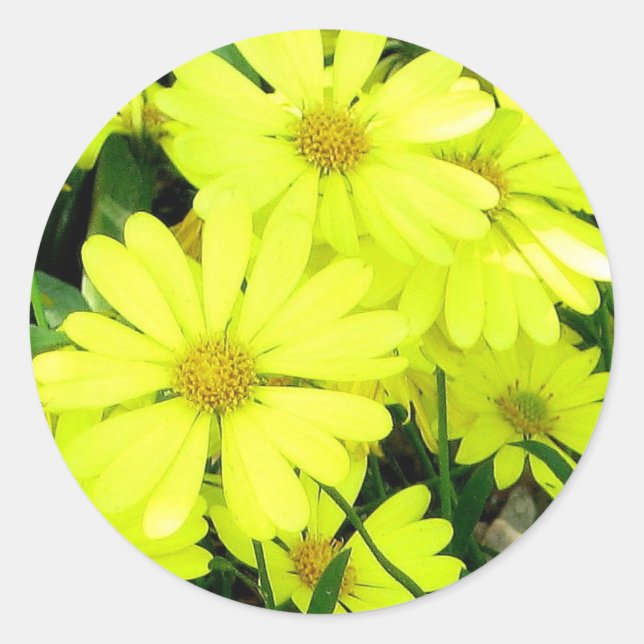 Yellow Daisies Classic Round Sticker (Front)