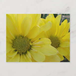 Yellow Daisies Postcard