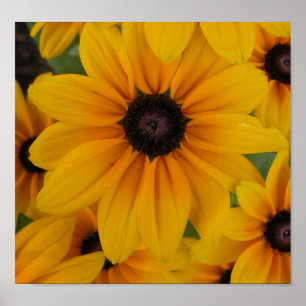 yellow daisies poster