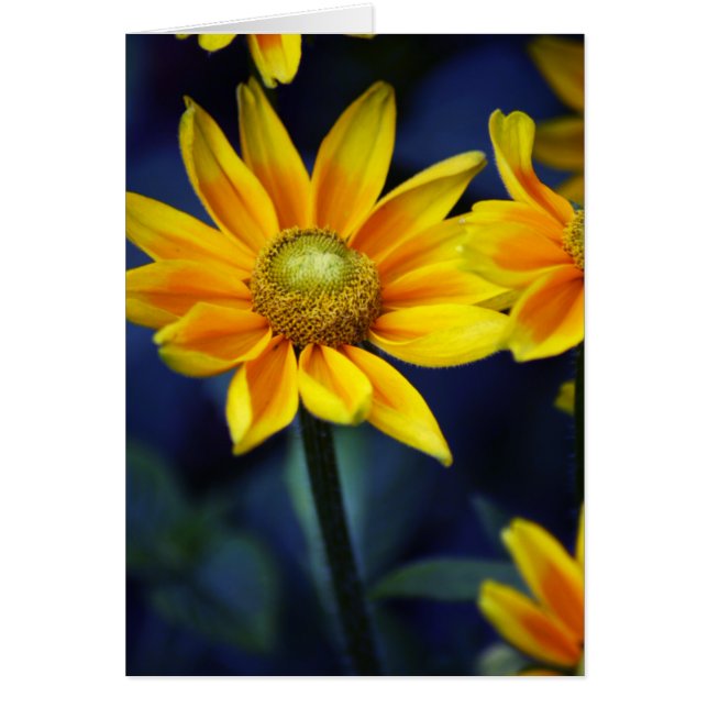 Yellow Daisy (Front)
