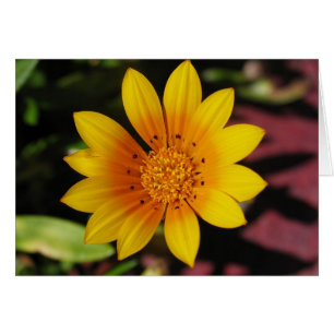 Yellow Daisy