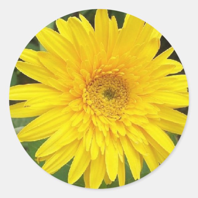 Yellow Daisy Classic Round Sticker (Front)