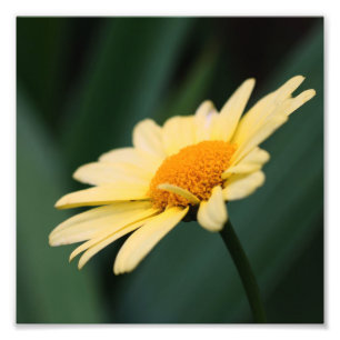 Yellow Daisy Flower Close Up 8x8 Photo Print