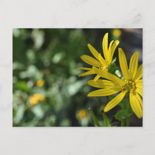 Yellow Daisy Flower Floral Nature Photography Postcard