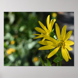 Yellow Daisy Flower Floral Nature Photography Poster
