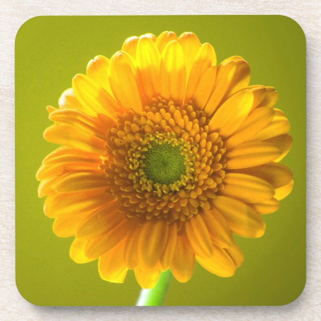 Yellow Daisy Gerbera Flower Coaster (Front)
