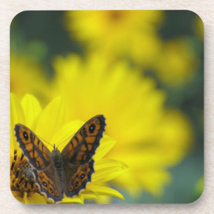 Yellow Daisy Helenium Coaster