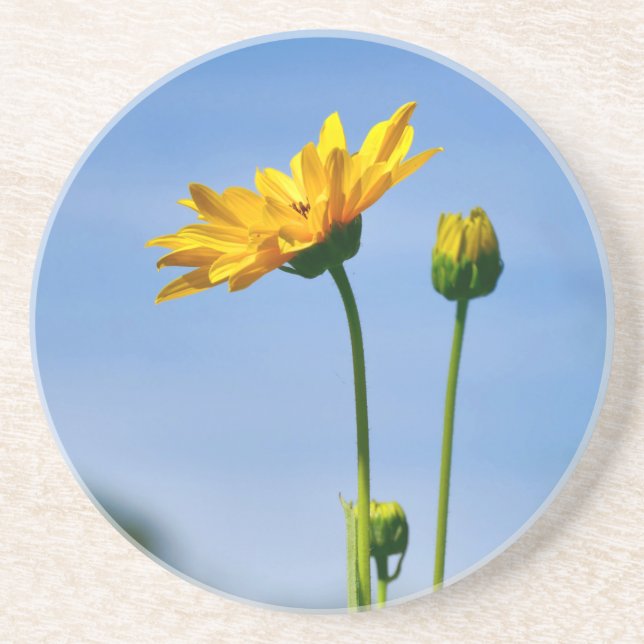Yellow Daisy Helenium Coaster (Front)
