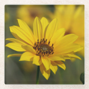Yellow Daisy Helenium Glass Coaster
