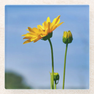 Yellow Daisy Helenium Glass Coaster