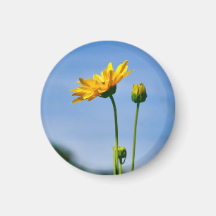 Yellow Daisy Helenium Magnet
