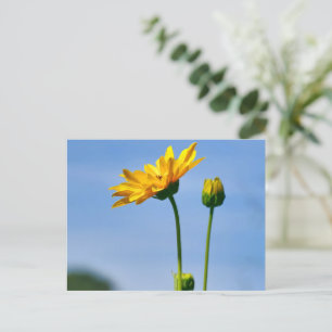 Yellow Daisy Helenium Postcard
