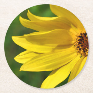 Yellow Daisy Helenium Round Paper Coaster