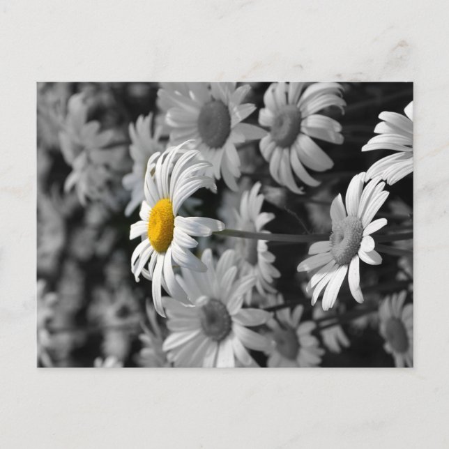 Yellow daisy in a sea of black and white daisies. postcard (Front)