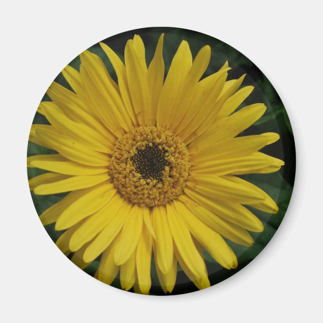 Yellow Daisy Magnet (Front)