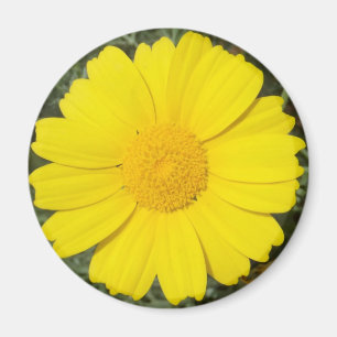 Yellow Daisy magnet
