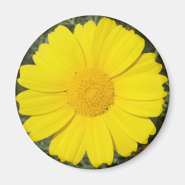 Yellow Daisy magnet (Front)