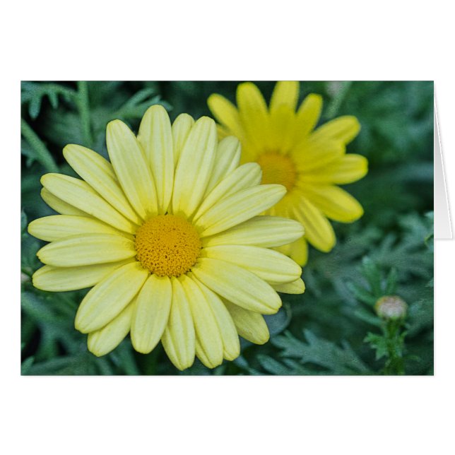 Yellow Daisy PhotoArt Customisable (Front Horizontal)