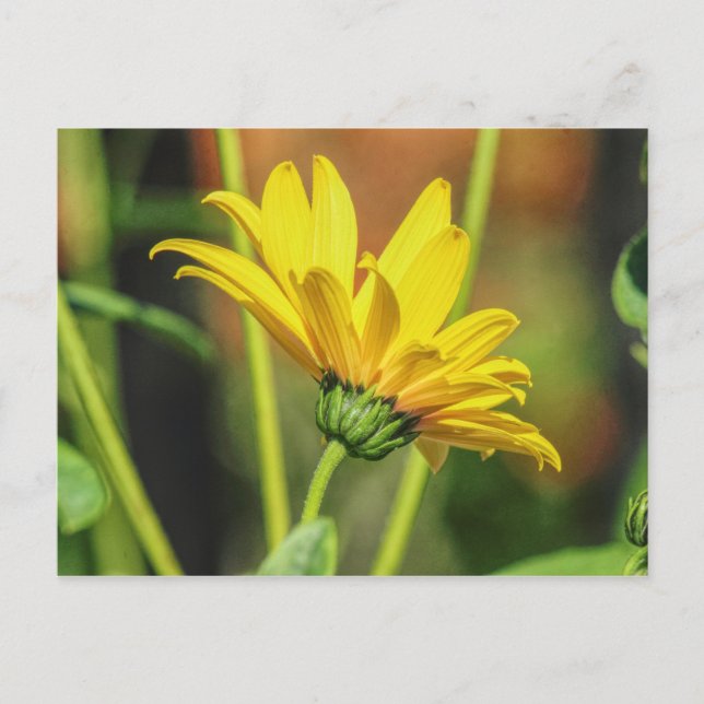 Yellow Daisy Postcard (Front)