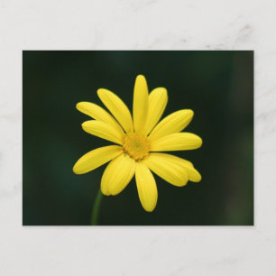Yellow Daisy postcard