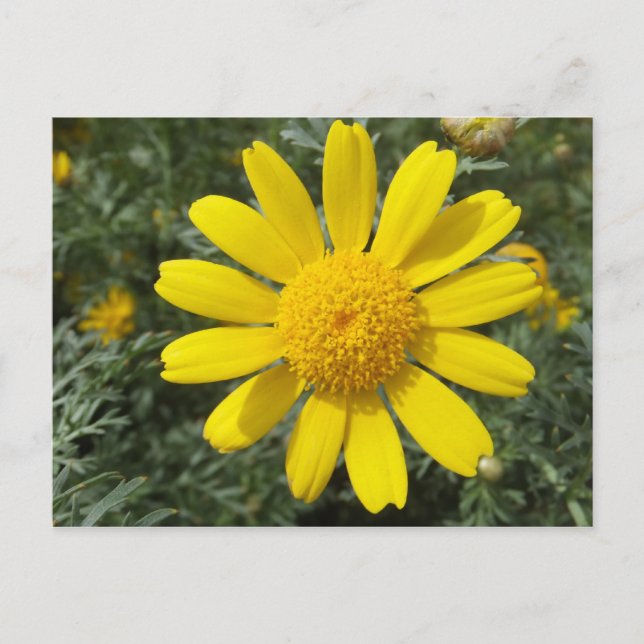 Yellow Daisy postcard, customise Postcard (Front)